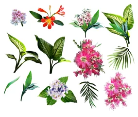  Tropical plants. Watercolor illustration. © max craft