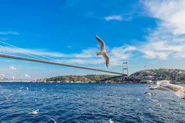 Fototapeta na wymiar Seagull and Istanbul Bosphorus