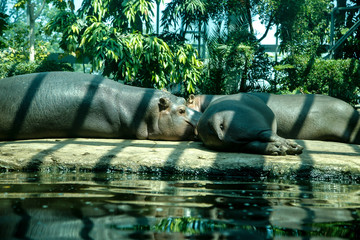 hippos resting