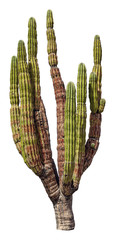 Mexicaanse gigantische cactus geïsoleerd op wit