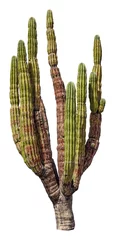 Abwaschbare Fototapete Kaktus Mexikanischer Riesenkaktus isoliert auf weiß
