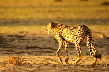 The cheetah (Acinonyx jubatus) feline walking across the sand way in Kalahari desert in the evening sun.