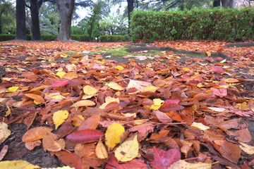 晩秋の雨上りの枯れ葉散る公園風景
