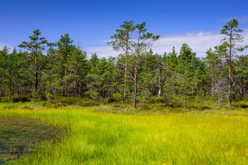 Viru bog (Viru Raba) in Lahemaa national Park, a popular natural attraction in Estonia, a tourist ecological trail. Picturesque landscape with swamp and forest