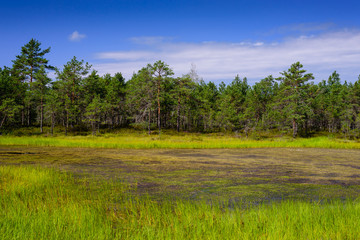 Obraz premium Viru bog (Viru Raba) in Lahemaa national Park, a popular natural attraction in Estonia, a tourist ecological trail. Picturesque landscape with swamp and forest