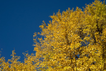 Fototapeta premium 青空を背景にしたイチョウの紅葉