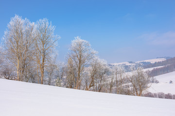 trees in hoarfrost on snow covered meadow. sunny forenoon of mountainous landscape. hazy atmosphere with blue sky. calm winter nature scenery. beautiful scenery