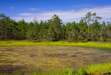 Viru bog (Viru Raba) in Lahemaa national Park, a popular natural attraction in Estonia, a tourist...