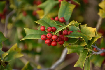 チャイニーズホーリー