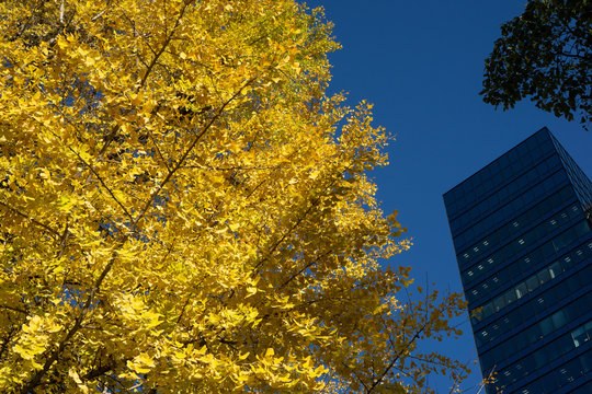 青空とビルを背景にしたイチョウの紅葉