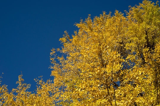 青空を背景にしたイチョウの紅葉
