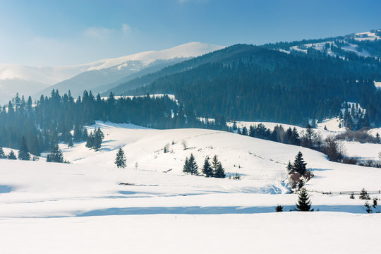 mountainous countryside in wintertime. beautiful rural landscape on a bright sunny day. spruce forest on snow covered rolling hills. wonderful scenery of borzhava ridge