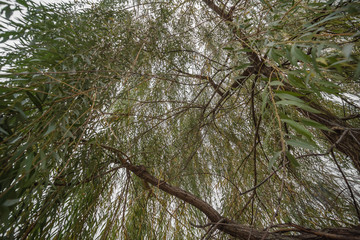 Background from weeping willow branches