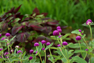 Fototapeta premium センニチコウ