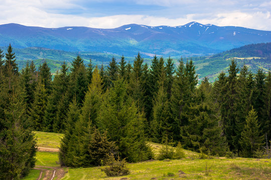 forested hills of Carpathians in spring. spruce trees on the grass covered meadow. borzhava mountain ridge with some snow on the tops in the distance. fresh weather with clouds on the sky