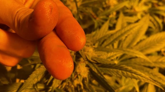 young man fingers on Big Mature Bud of Retail or medical Cannabis Hemp Plant with Leaves and Trichomes Swaying Slowly In Grow Box or Greenhouse