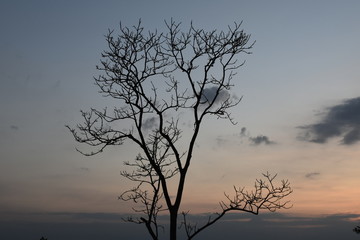 Tree branches in the cool season Thailand