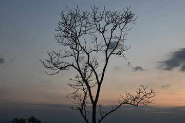Fototapeta na wymiar Tree branches in the cool season Thailand