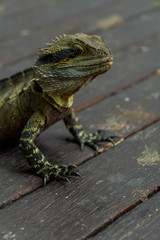 Lizard Eastern Water Dragon Closeup (lesueurii intellagama)