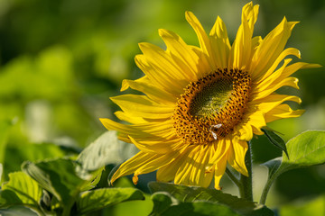 11月のひまわり