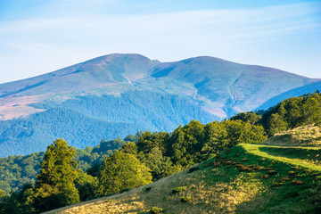 mountain landscape with clouds. beautiful summer scenery. forest on the hills
