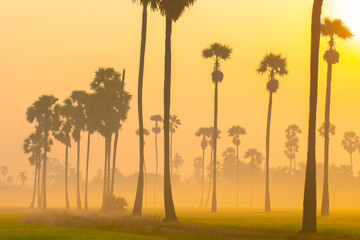 Fototapeta premium Nature landscape sunrise morning sugar palm tree in green rice field