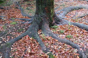 雨に濡れる冬の欅の根元