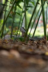 Eastern Water Dragon Lizard between leaves closeup (intellagama lesueurii)