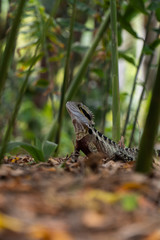 Eastern Water Dragon Lizard between leaves closeup (intellagama lesueurii)