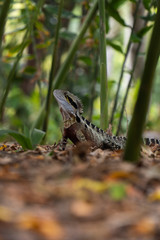 Eastern Water Dragon Lizard between leaves closeup (intellagama lesueurii)