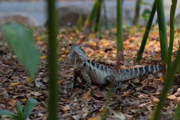 Eastern Water Dragon Lizard between leaves closeup (intellagama lesueurii)