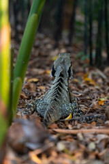 Eastern Water Dragon Lizard between leaves closeup (intellagama lesueurii)