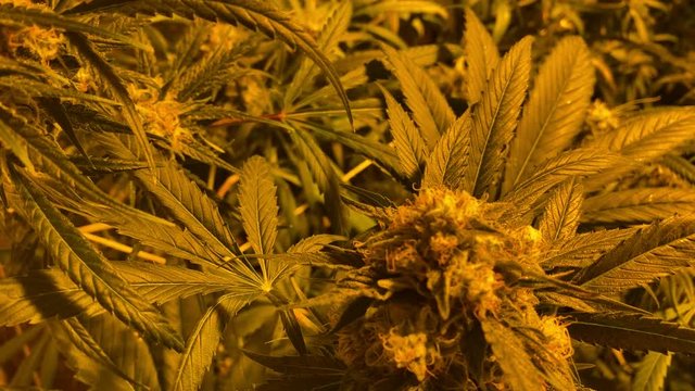 Big Mature Bud of Retail or medical Cannabis Hemp Plant with Leaves and Trichomes Swaying Slowly In Grow Box or Greenhouse