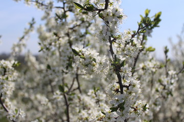 blooming cherry tree in spring