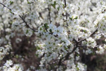 blooming cherry tree in spring