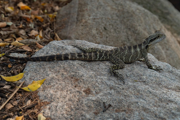 Fototapeta premium Eastern Water Dragon Lizard closeup on rock (Intellagama lesueurii)
