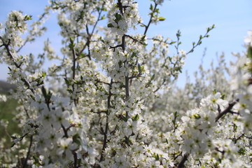 blooming cherry tree in spring