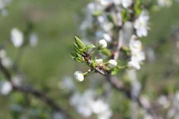 branch of a blossoming cherry tree