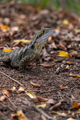 Eastern Water Dragon Lizard closeup laying on rock (intellagama lesueurii)