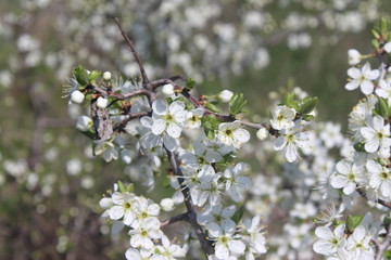 flowers in spring