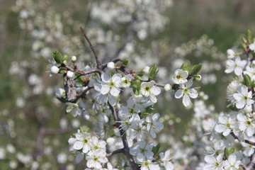 blooming cherry tree