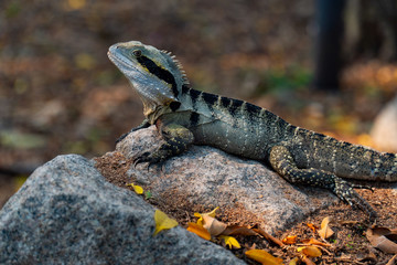 Eastern Water Dragon Lizard closeup laying on rock (intellagama lesueurii)