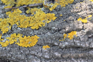 yellow lichen on the rock