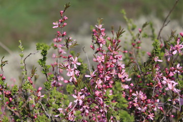 flowers in the garden