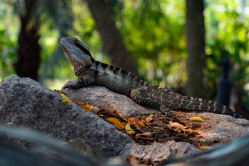 Eastern Water Dragon Lizard closeup laying on rock (intellagama lesueurii)