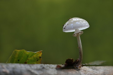 kleiner weißer Pilz auf einem Baumstamm - obrazy, fototapety, plakaty
