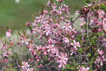 pink flowers in the garden