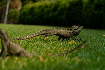 Running Australian Water Dragon Lizard closeup (Lesueurii intellagama)