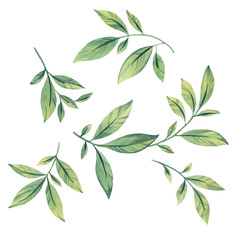 Watercolor painting set of leaves on a white background. Hand draw watercolor illustration. Design element. Drawn leaves for design. Botanical clipart. Elegant leaves for postcards.