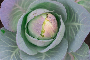Obraz premium Natural background with cabbage leaf texture in raindrops, rainy weather, macro backdrop,